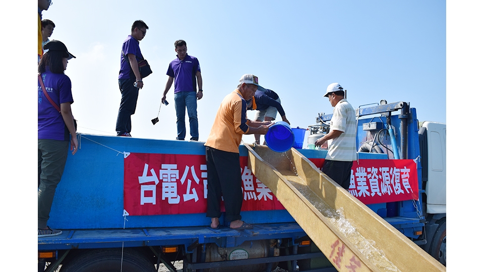 魚苗沿著「魚梯」滑入大海。